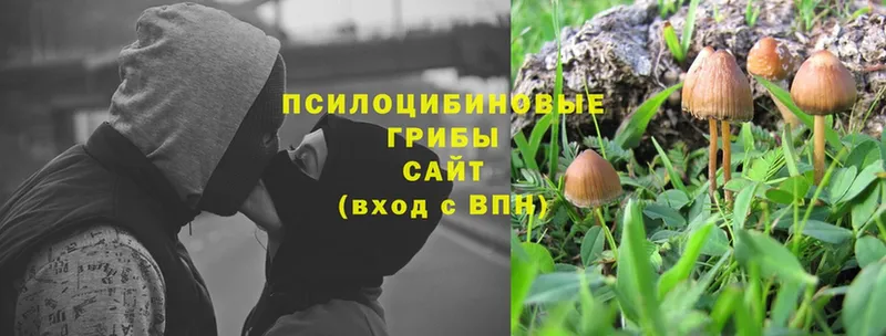 Псилоцибиновые грибы Magic Shrooms  где найти   Сим 